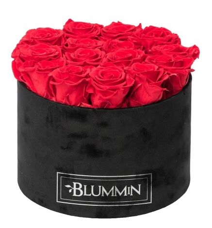 LARGE BLUMMiN - musta samettilaatikko, jossa 15 VIBRANT PUNAISET ruusut, NUKKUVAT ruusut